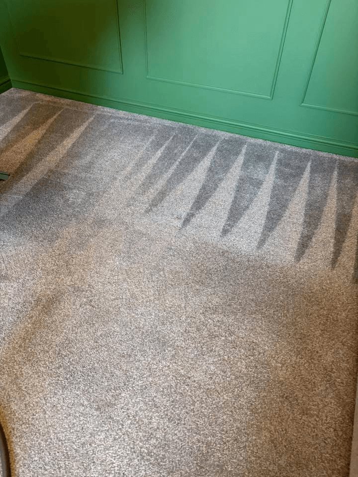 The carpet freshly cleaned